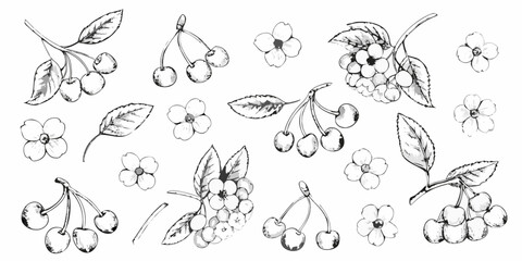 Delicate botanical illustration of cherries berries and small flowers in black and white