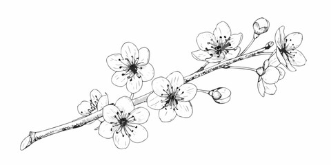 Delicate floral branch with blossoming cherry flowers in a simple sketch style