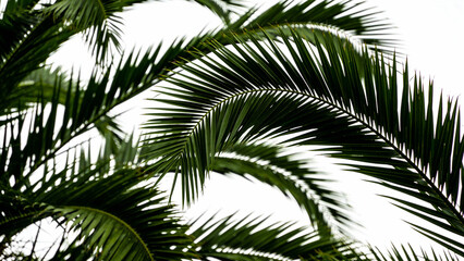 Close-up view of green palm fronds against a bright sky