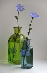 A summer still life with chicory flowers in vintage colored glass vases. Selective soft focus.