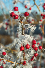 Crataegus monogyna Detail Frucht im Winter mit Raureif