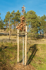 Quercus robur Stieleiche Baumpflanzung Jungbaum 10-12 mit Wei&szlig;anstrich und Verbisschutz