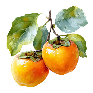 Persimmon, watercolor drawing vector, isolated on a white background.