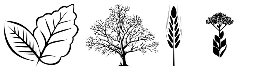 Obraz premium four botanical leaf tree wheat flower