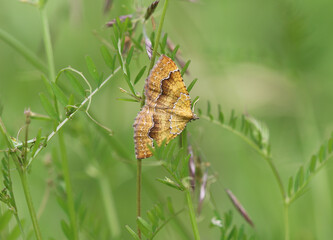 Ockergelber Blattspanner - Yellow shell