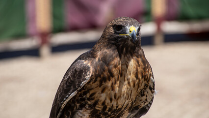 A close-up of a hawk with detailed feathers.