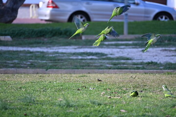 Green parrots flying with a Spanish town in the background
