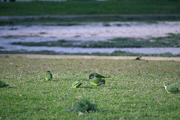  Picture of Flock of green parrots on a lawn