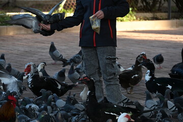 Boy feeding pigeons in a park with birds sitting on his hand
