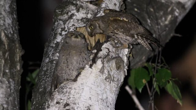 Eurasian scops owl, Otus scops. The chick sits by the nest, its parent has brought it food