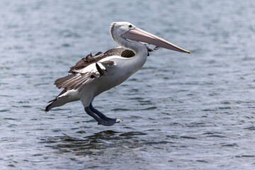 Pelican landing on water looking as if suspended above the water in Woy Woy, NSW, Australia