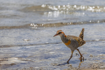 Close up of a buff banded rail walking among the waters edge  at Woy Woy, NSW, Australia on 27 December 2025