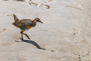 Close up of a buff banded rail walking on mudflats at Woy Woy, NSW, Australia on 27 December 2025
