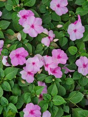 Vibrant Pink Wood Sorrel Blossoms Amidst Green Leaves