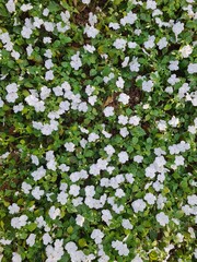 White Impatiens Flowers in a Lush Garden