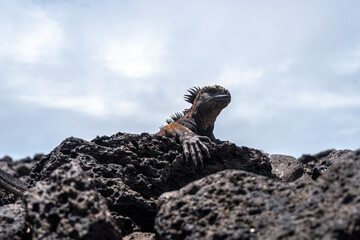 Marine iguana resting on rocks at Tortuga Bay beach, Galapagos, Ecuador