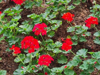 Vibrant Red Geraniums in a Garden