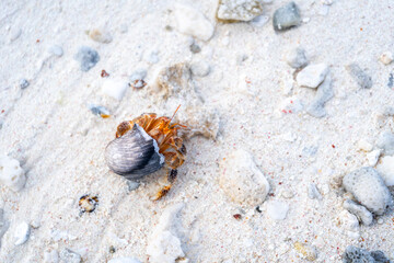 Hermit crab on a white sand beach in Maupiti, French Polynesia