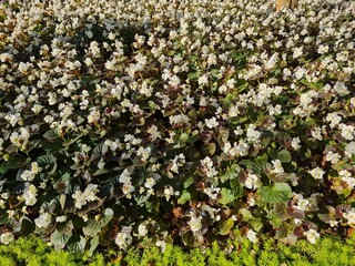 White Impatiens Flowers in a Lush Garden