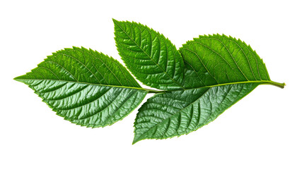 Close-up of three vibrant green leaves with textured surfaces and dark veins against black