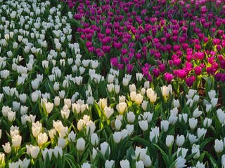 Vibrant Pink and Purple Tulip Garden with a Majestic Tree