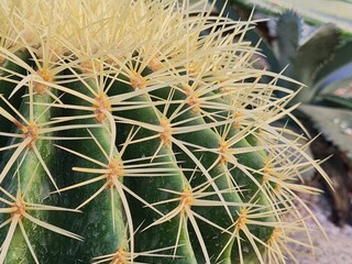 Golden Barrel Cactus Spines Closeup.
