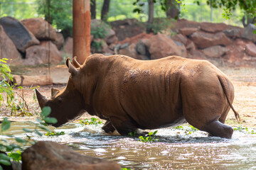 A large white rhinoceros stands as a powerful endangered mammal with heavy horns in its natural wild nature habitat during a safari