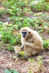 A fluffy baby lar gibbon with white fur sits in a green tree looking out from the wild forest of Thailand in Asia