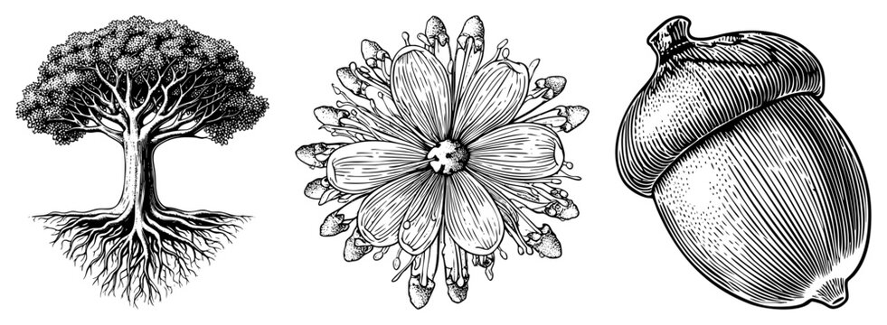 tree flower acorn botanical illustrations