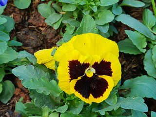 Vibrant Yellow Pansy with Dark Purple Center