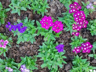 Vibrant Red and Purple Verbena Flowers Blooming in a Garden