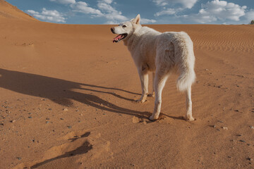 A large white dog smiles while standing on a sand dune during golden hour. Medium side shot captures the joyful pet as long shadows stretch across the sand.