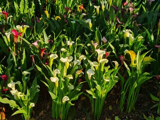 Vibrant Calla Lilies Blooming in a Sunny Garden