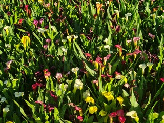 Vibrant Calla Lilies Blooming in a Sunny Garden