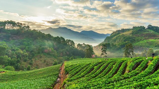 Strawberry garden at sunrise on Doi Ang Khang, Chiang Mai, Thailand.