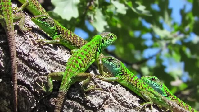 Green lizards perch on tree branches, against a leafy background and blue sky