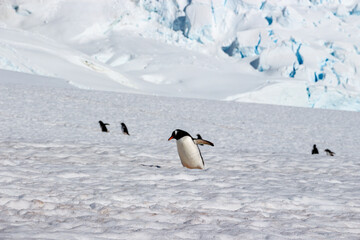 Obraz premium penguin in antarctica
