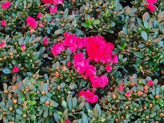 Vibrant Pink Blooms Amidst Green Foliage