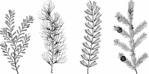 Detailed botanical illustration depicting various coniferous tree branch structures