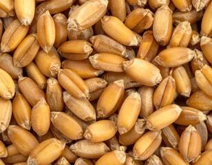 Fototapeta premium Pile of tan wheat grains, close-up, fills entire frame