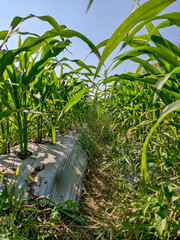 green tea plantation