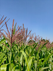 corn field with blue sky