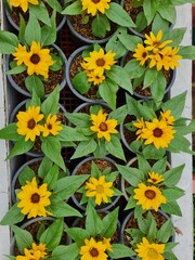 Vibrant Yellow Zinnia Flowers in a Lush Garden