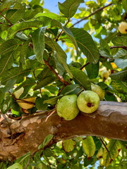 green figs on tree