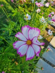 Vibrant Pink Cosmos Flower in a Summer Garden