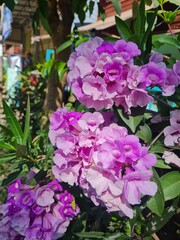 Vibrant Purple Flower Clusters in Sunlight