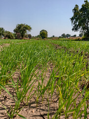 corn field and blue sky