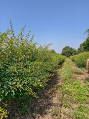 vineyard in the summer