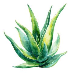Aloe Vera, watercolor painting vector, isolated on a white background.