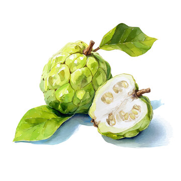 Cherimoya, watercolor illustration vector, isolated on a white background.